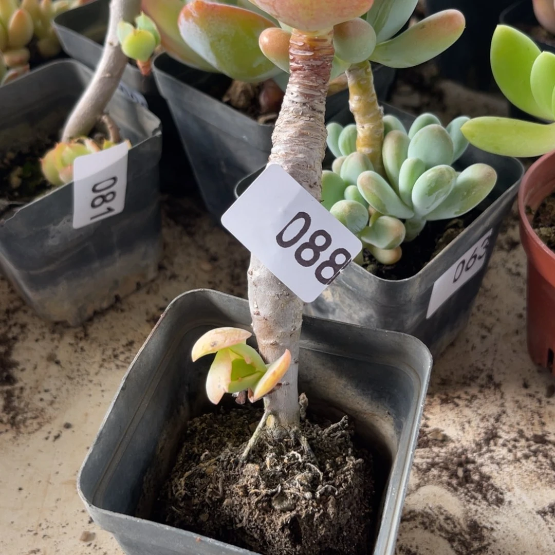 灿***节桃花石。 088。 111111111