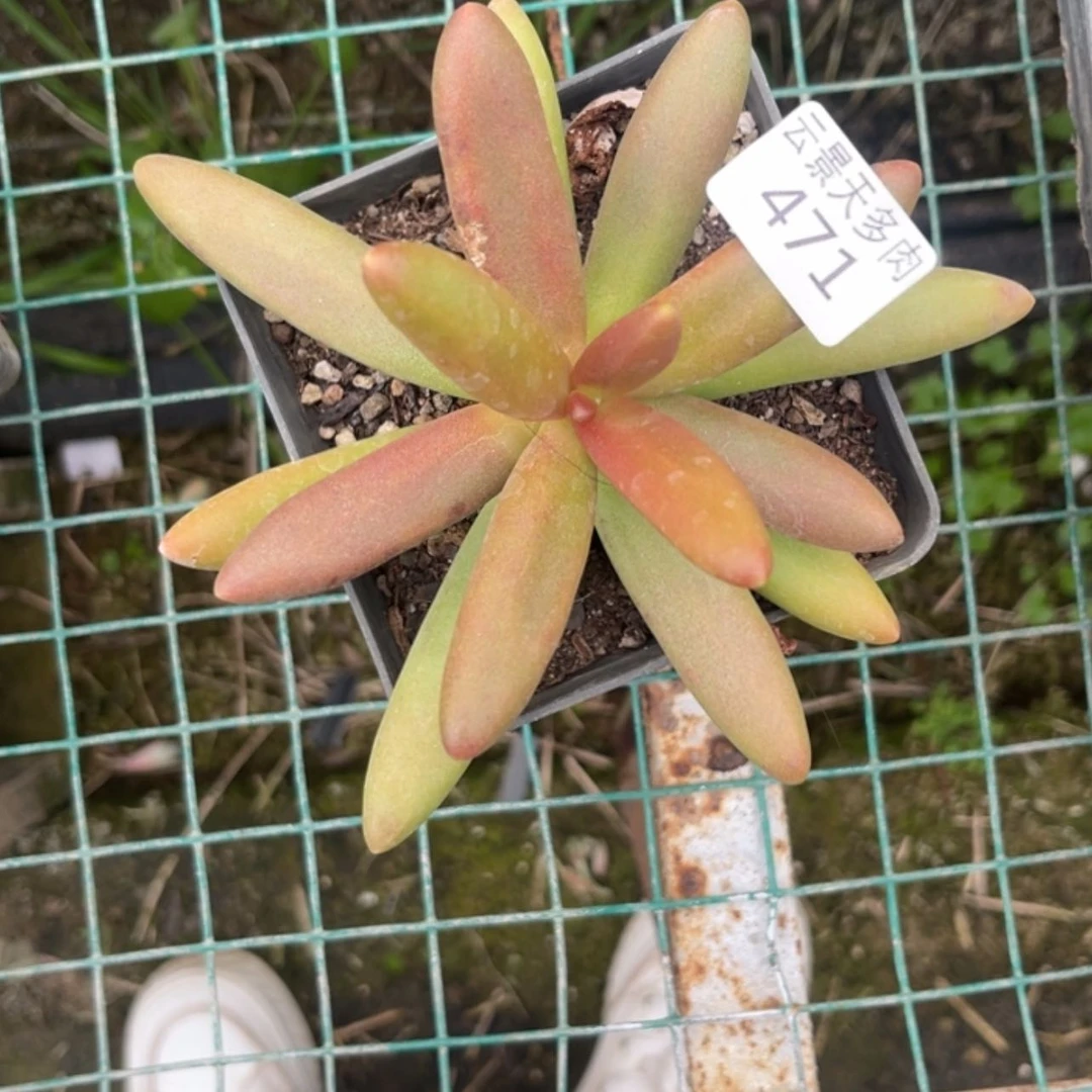 【闪购商品】471。