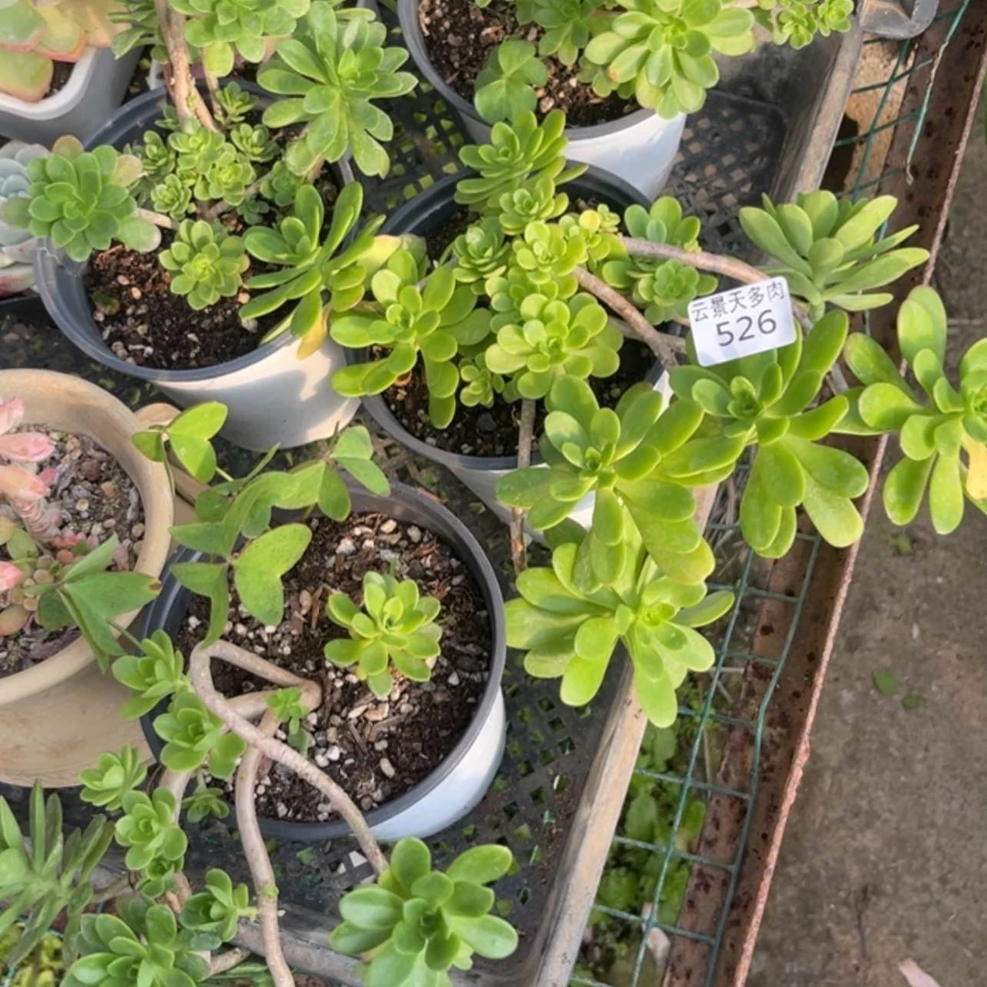 【闪购商品】526。