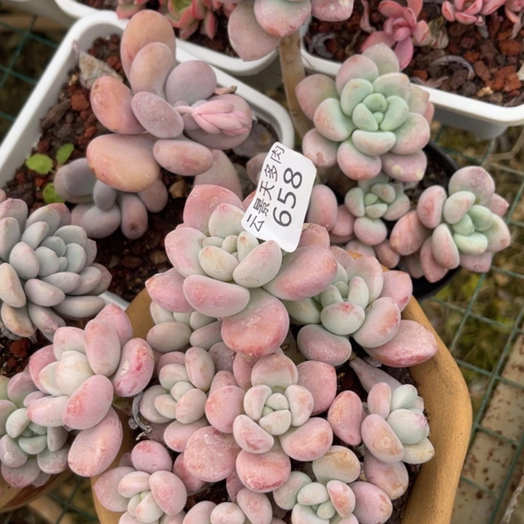 【闪购商品】658。
