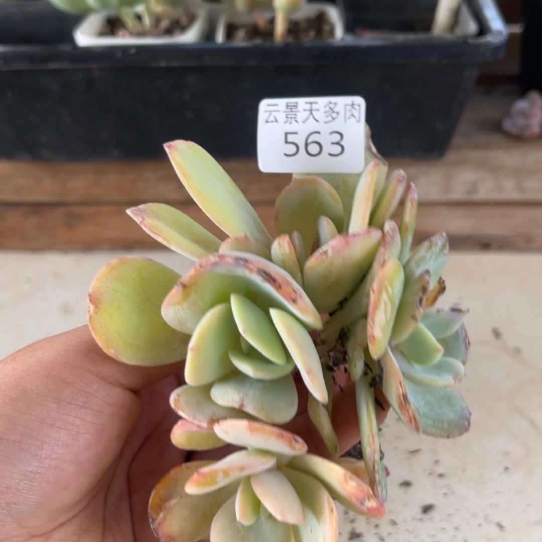 【闪购商品】563。