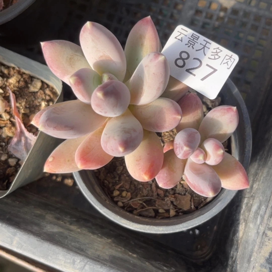 【闪购商品】827。