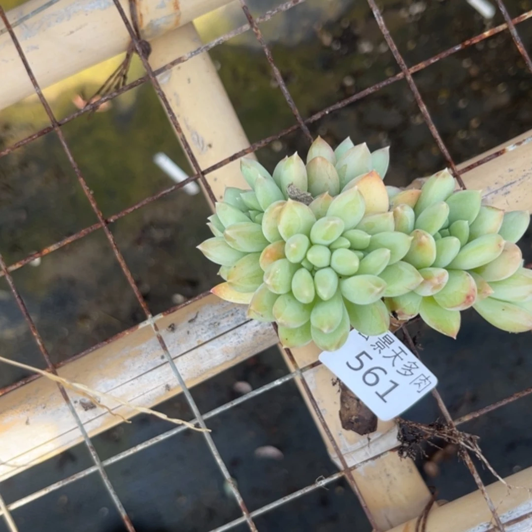 【闪购商品】561。