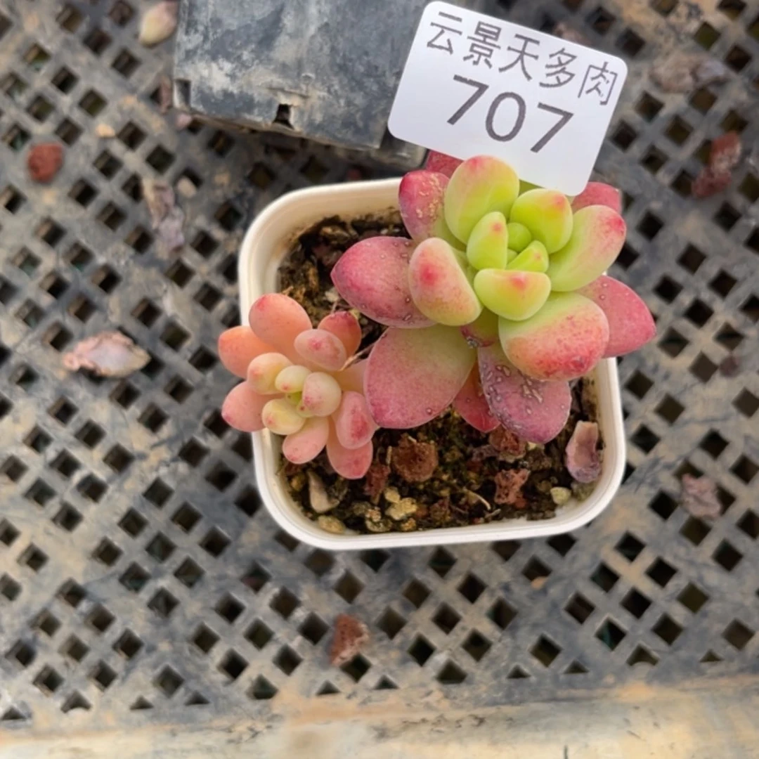 【闪购商品】707。