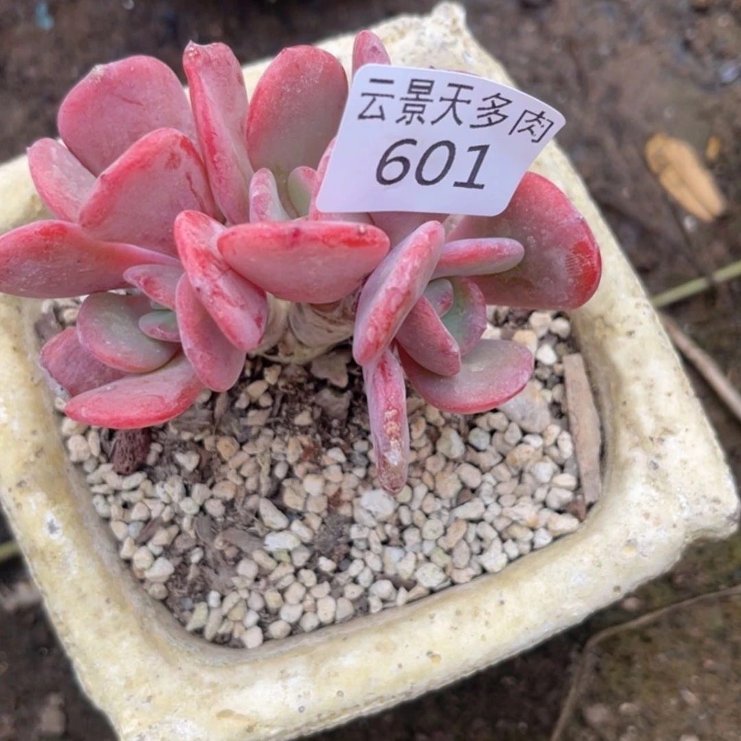 【闪购商品】601。