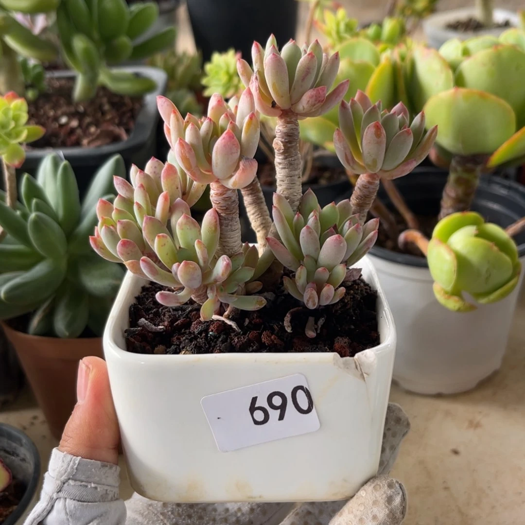 蓝豆杂。 690。 11111111
