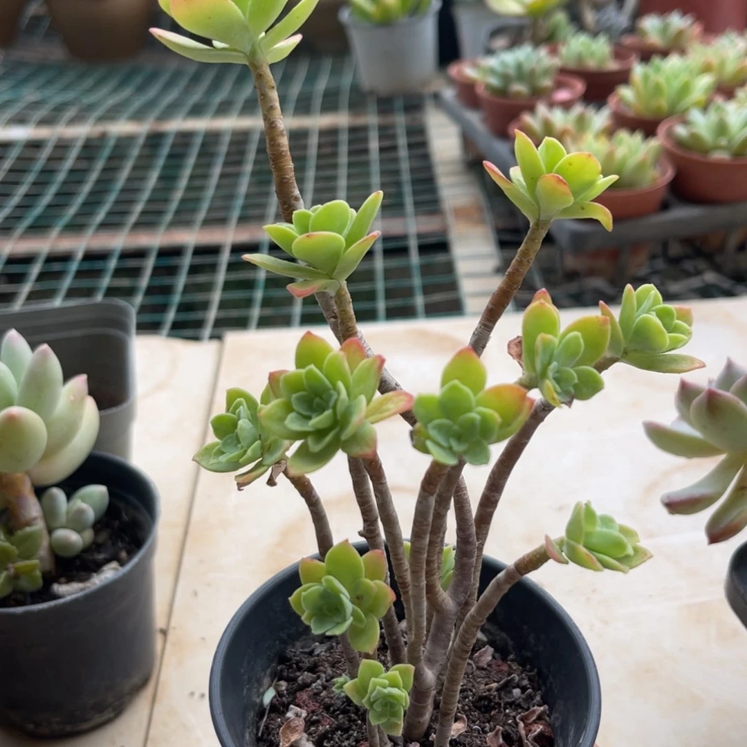 薄化妆。    1111111111