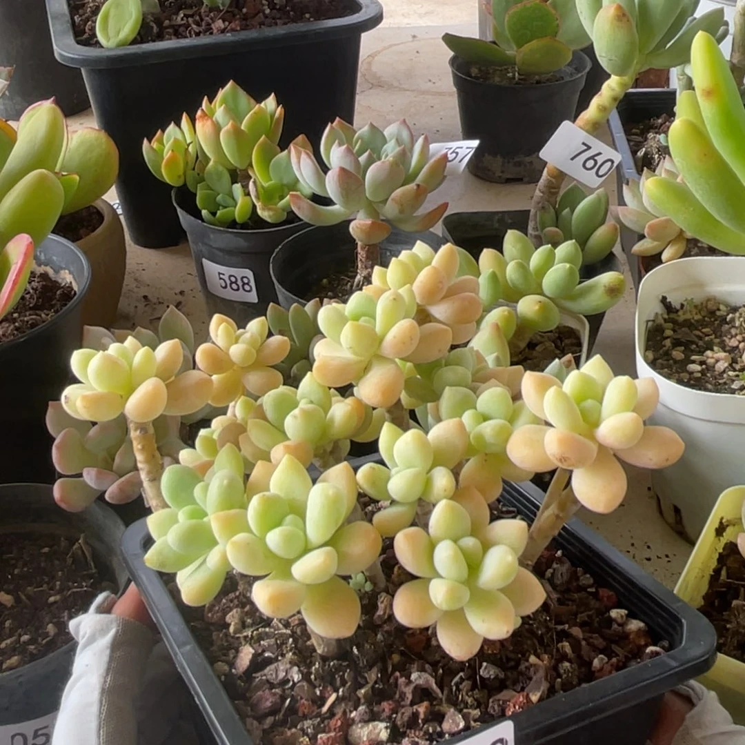 笑纳。  792。    1111111111