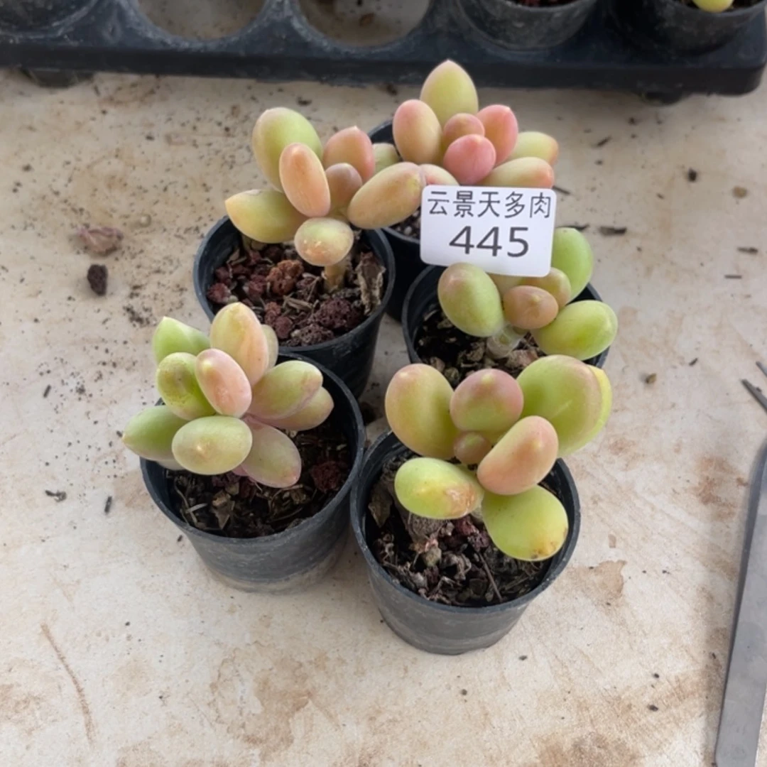【闪购商品】445。