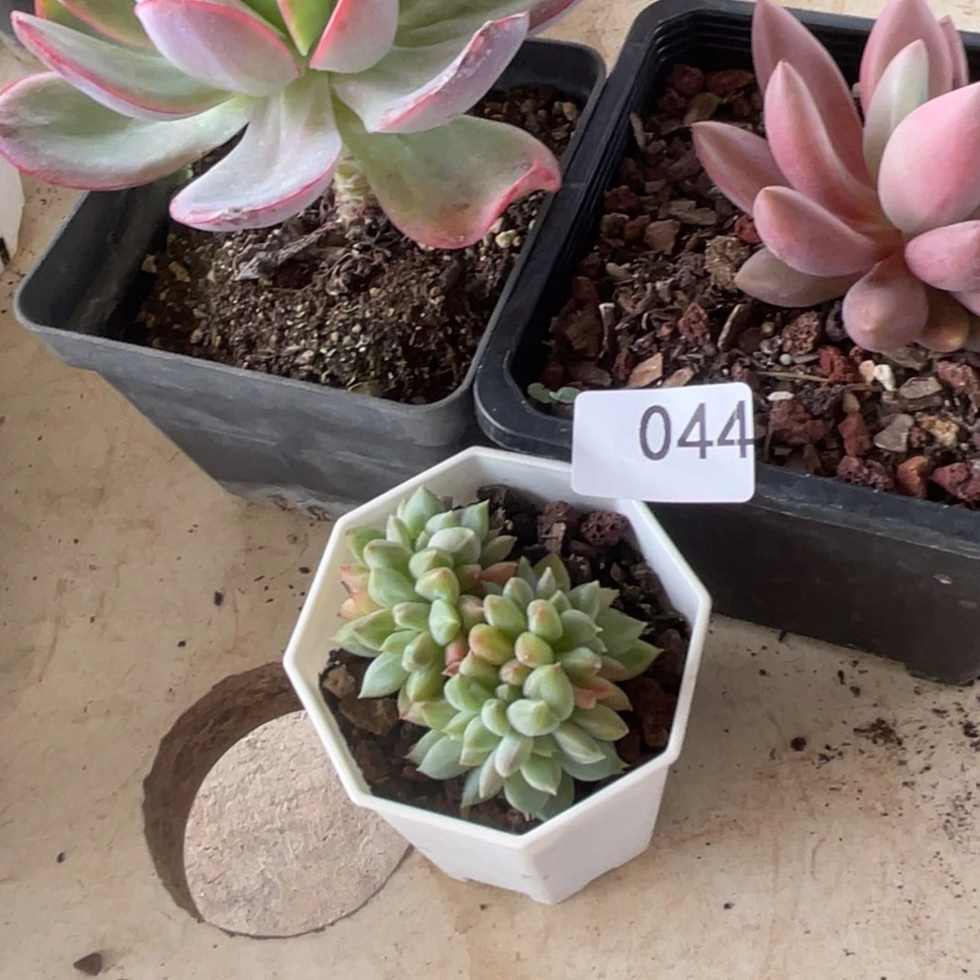 F****e044。   1111111111