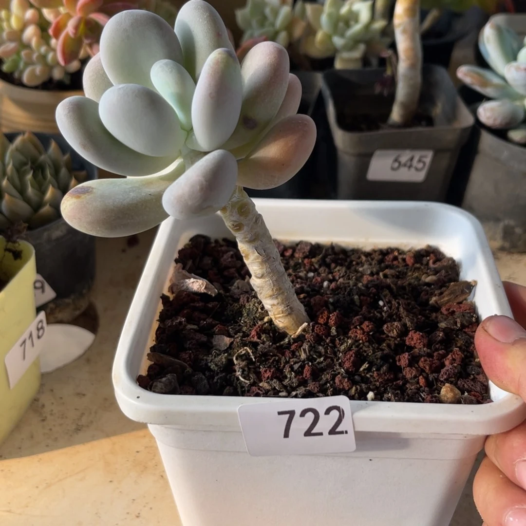 橙雪球。  722。  11111111