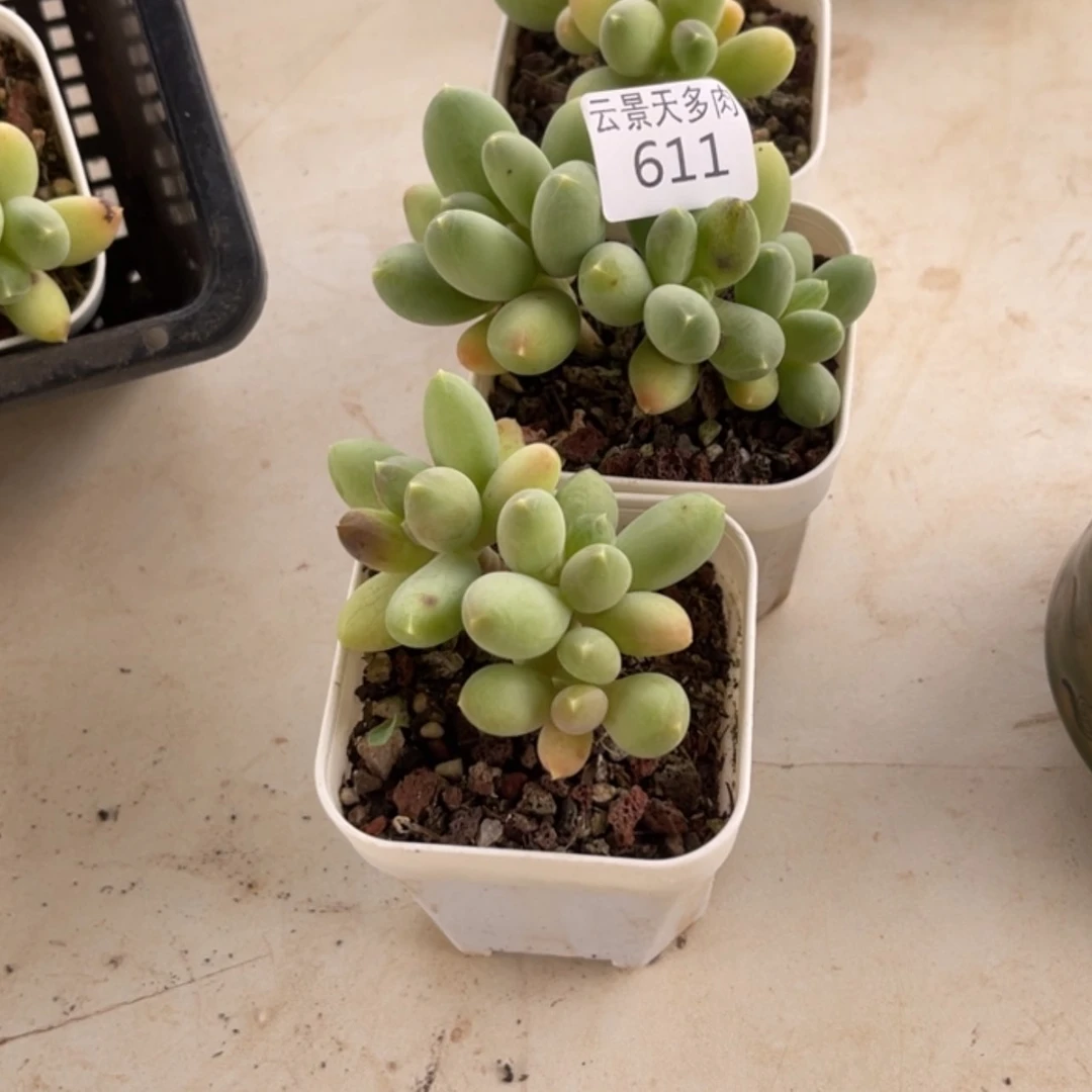 【闪购商品】611。