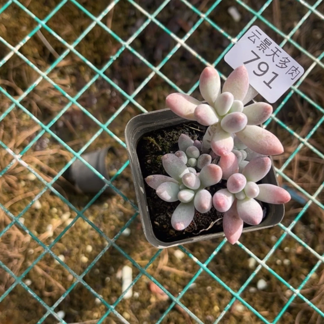 【闪购商品】791。