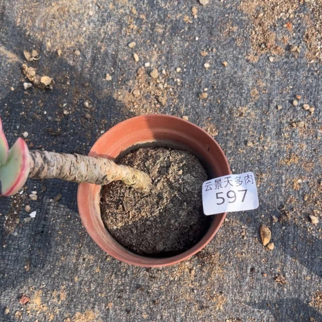 【闪购商品】597。