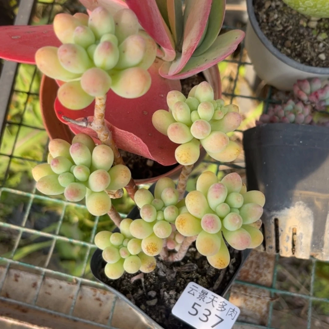 【闪购商品】537。