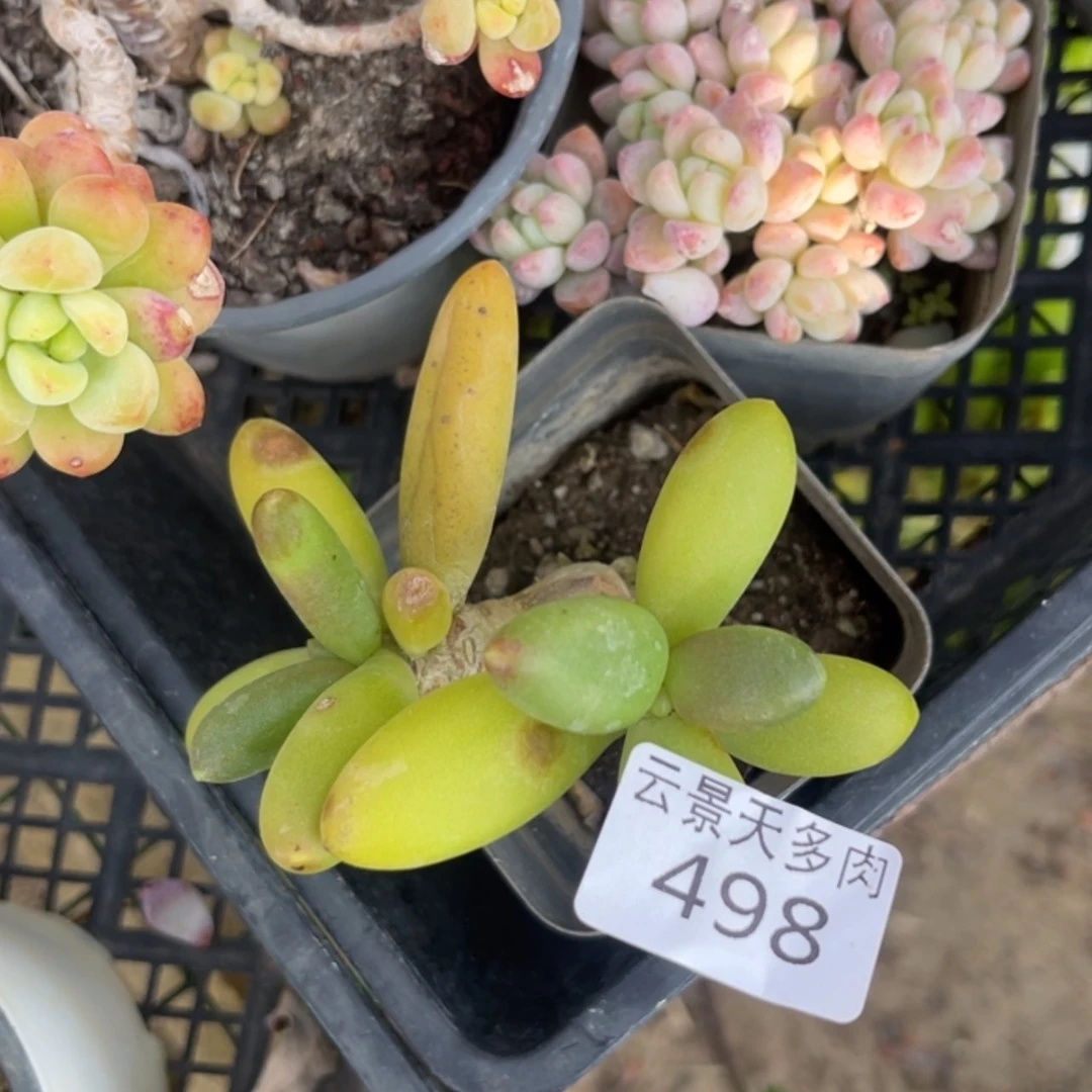 【闪购商品】498。