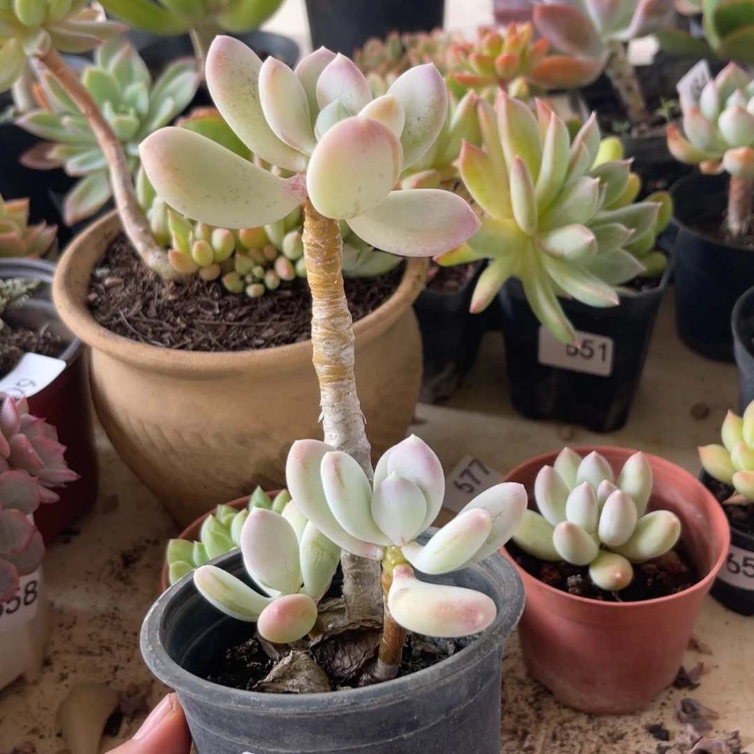 王*芬稻田姬。 678。  11111111