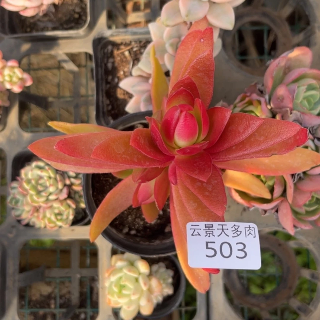 【闪购商品】503。