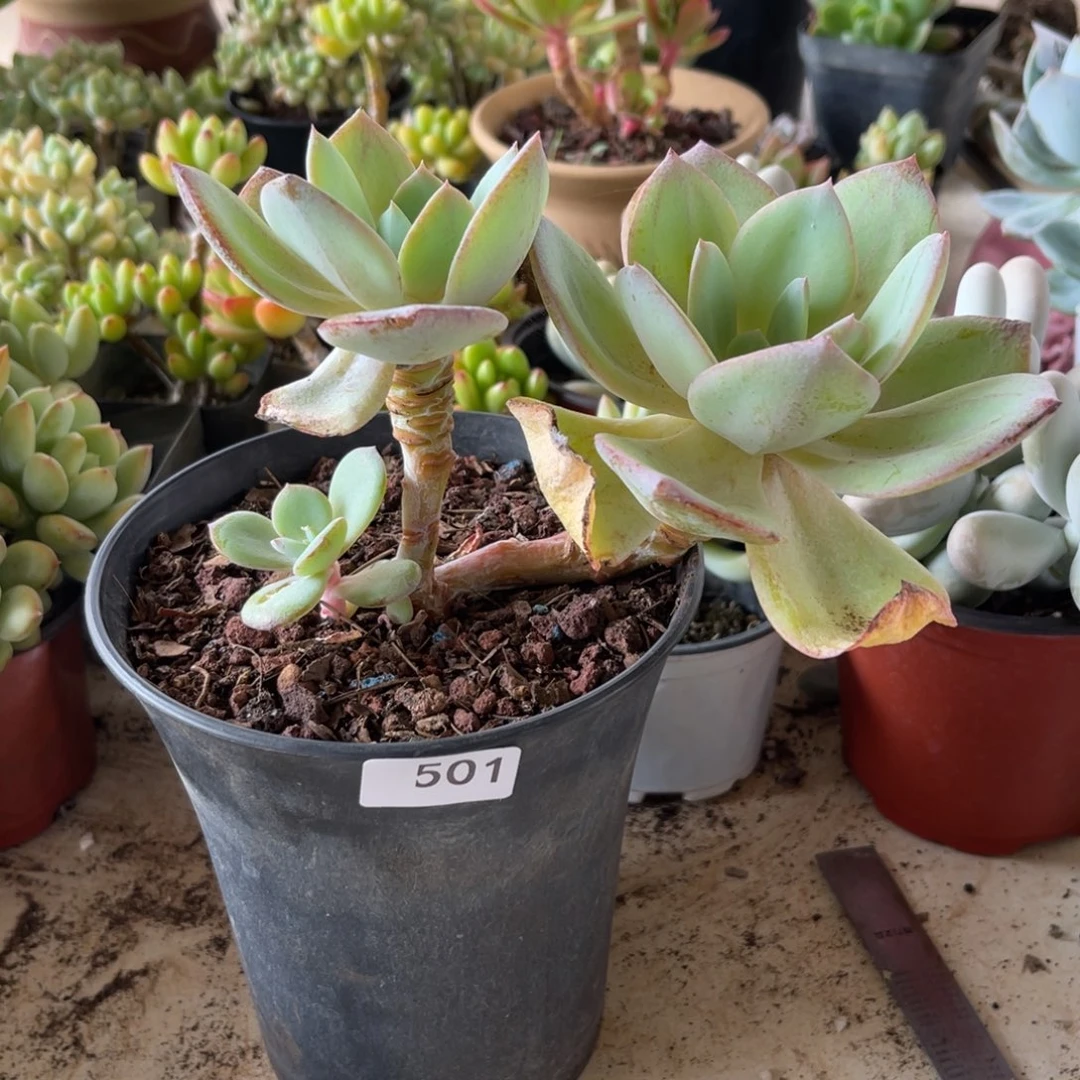 凤杂。 501。   111111111