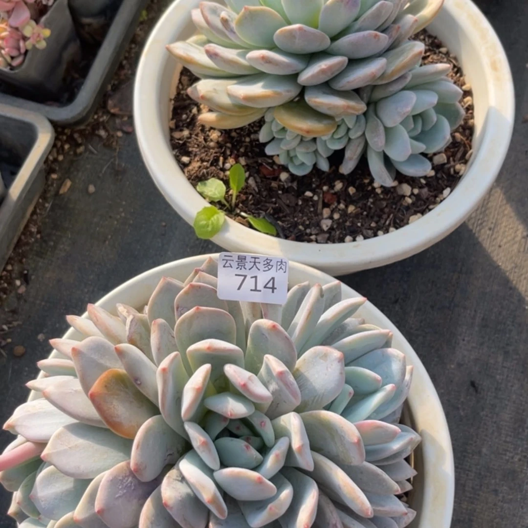 【闪购商品】714。