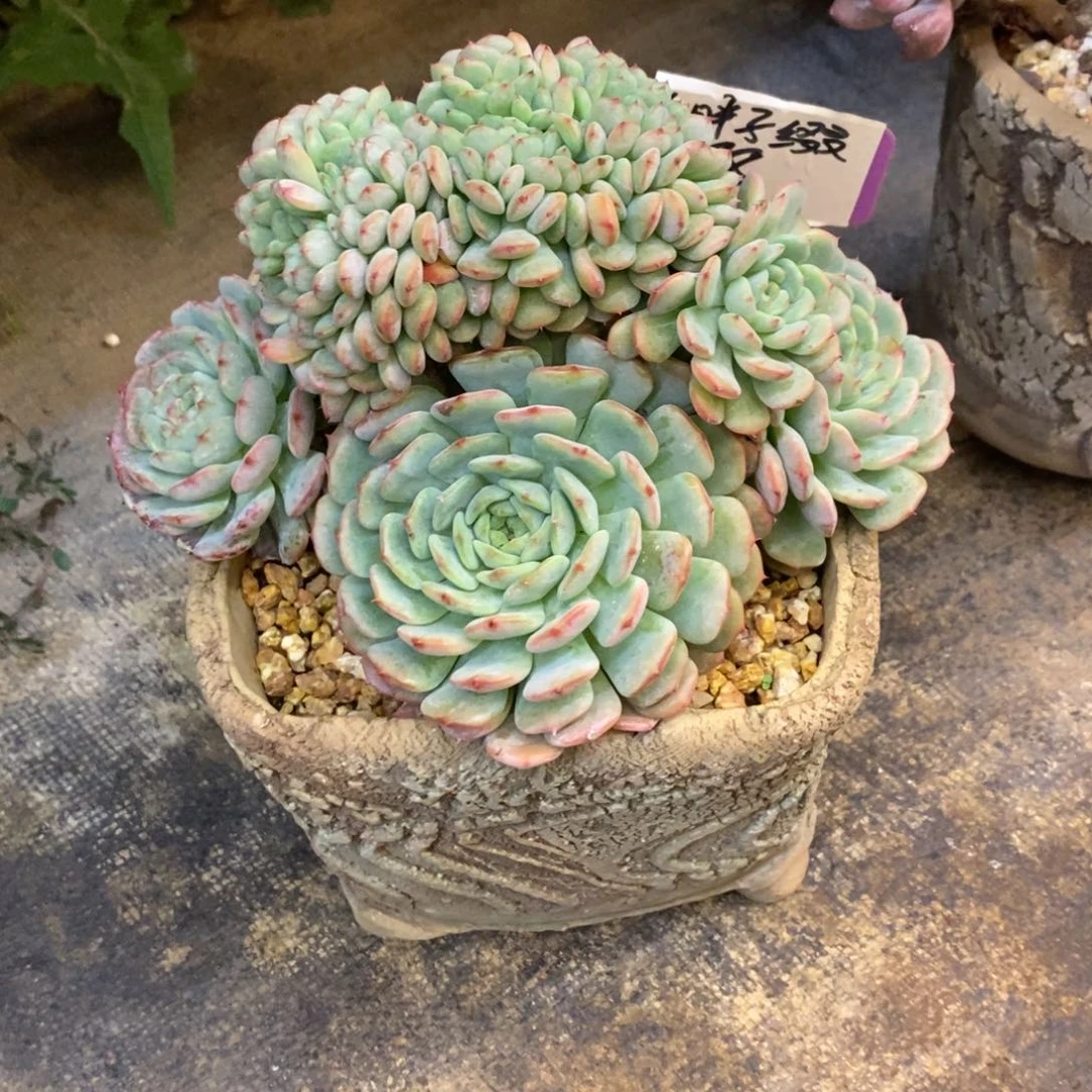 红陶20CM（含）-50CM（不含）哈**牛