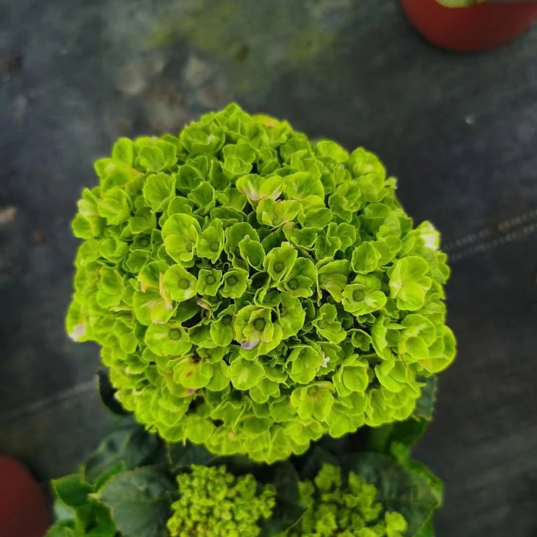 大花绣球魔幻系列原盆原土发货盆栽绿色夏季粉色紫色紫红色养护