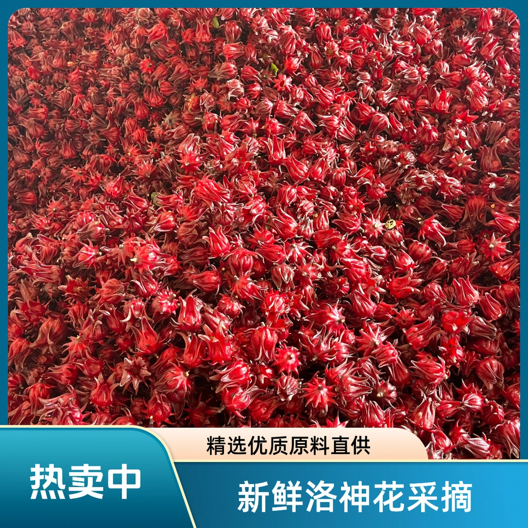 云南普洱镇沅新文村植物界的红宝石 洛神花 玫瑰茄 红桃K