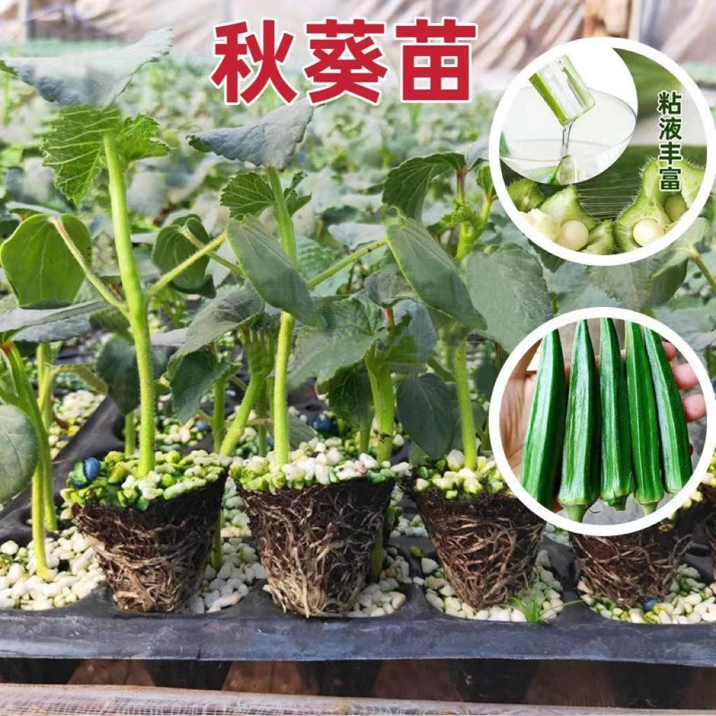 【9.9元20棵】秋葵秧苗高产红秋葵鲜嫩爽口水果黄秋葵阳台盆栽地栽