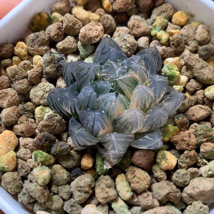 小野霓虹灯玉露锦带盆土