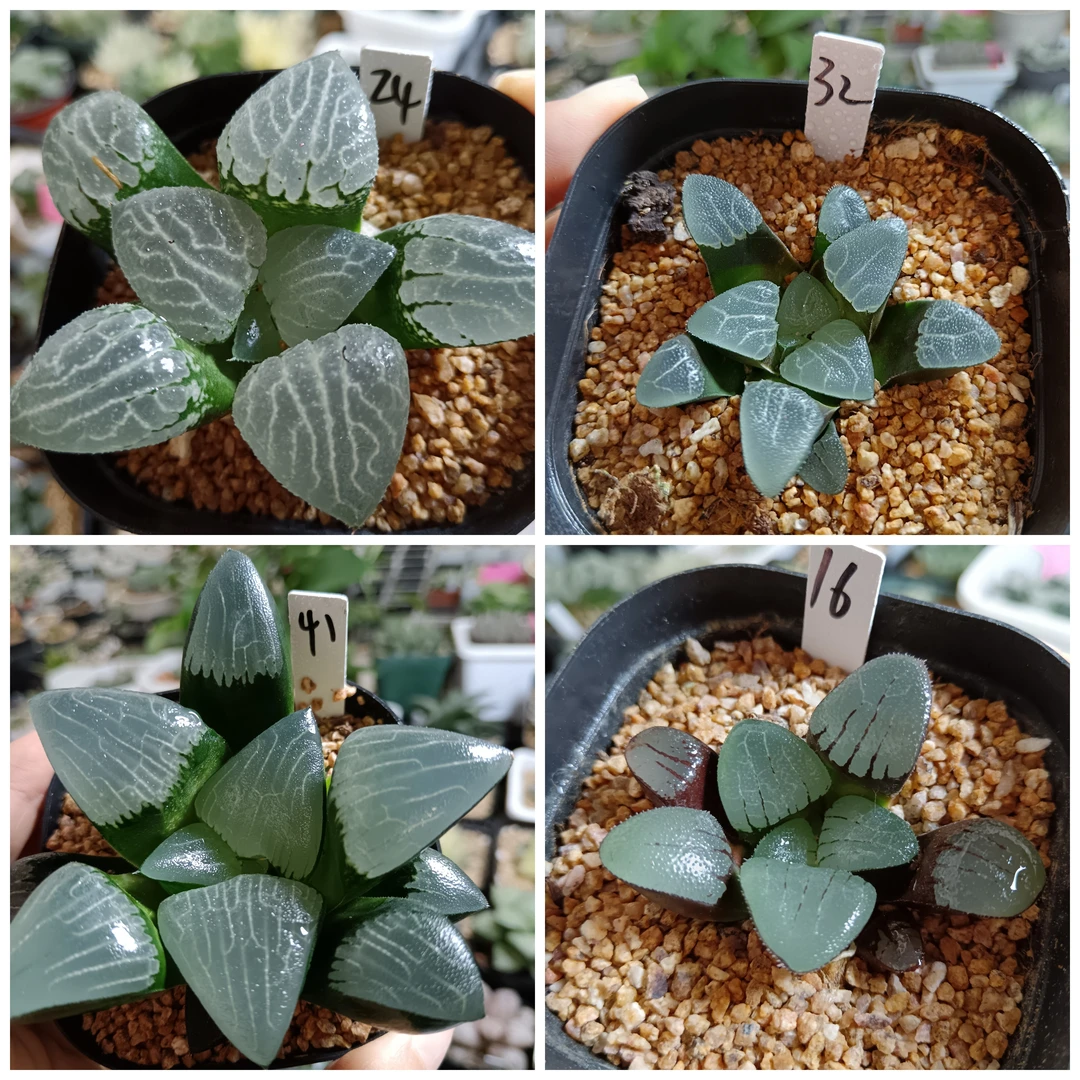 5号实生克实生寿十二卷多肉植物一物一拍带盆带土发货9月5号更新