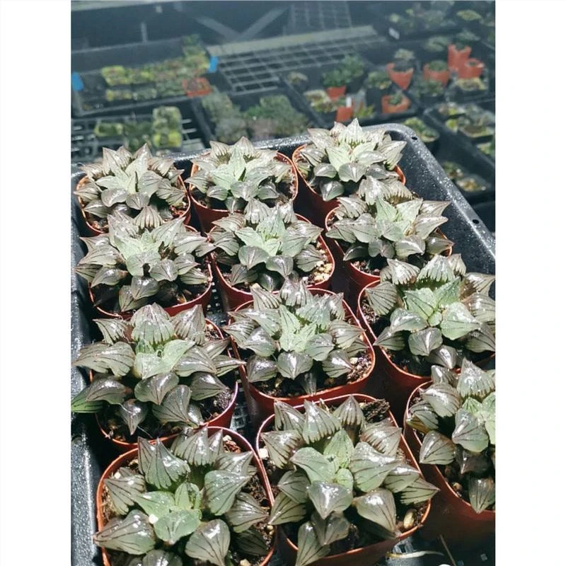 西瓜寿背窗明显带盆带土发货十二卷多肉植物室内盆栽好养透明肉肉
