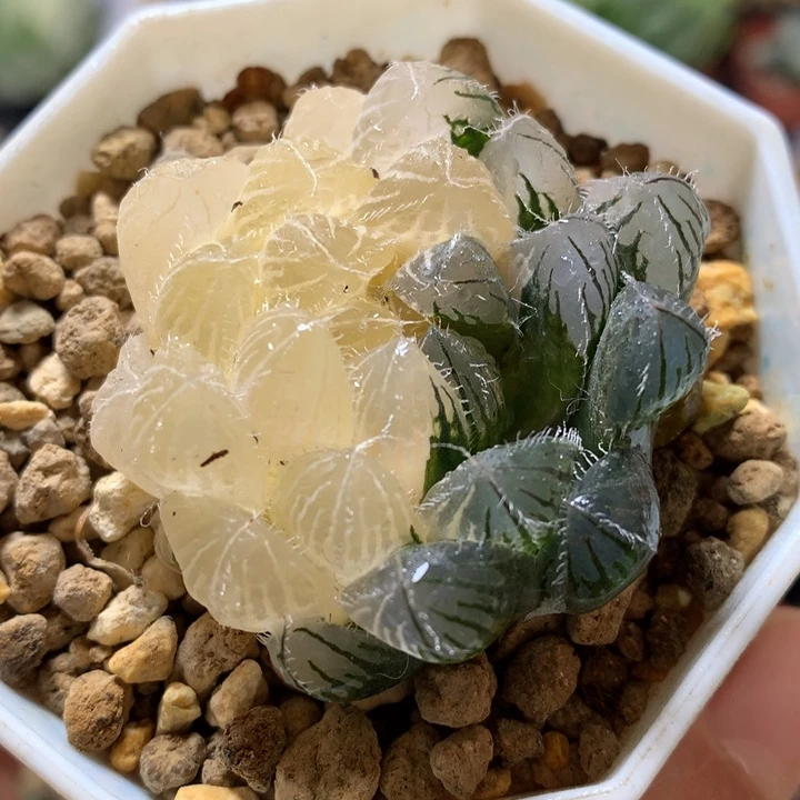 秋思玉露锦带盆亩发货