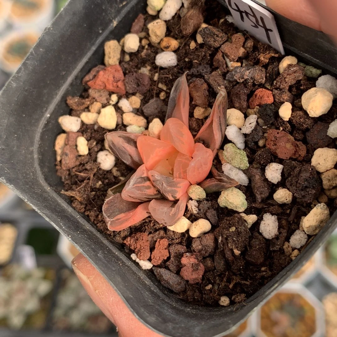 北极之光玉露锦带盆土