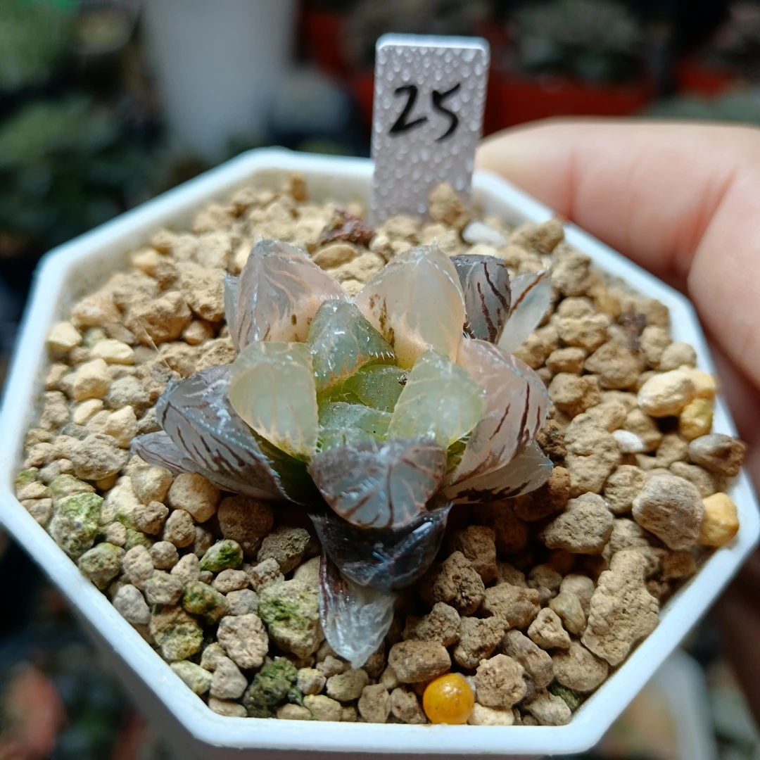 25号巨大赤线玉露锦抖链接一物一拍带盆带土发货4月24号