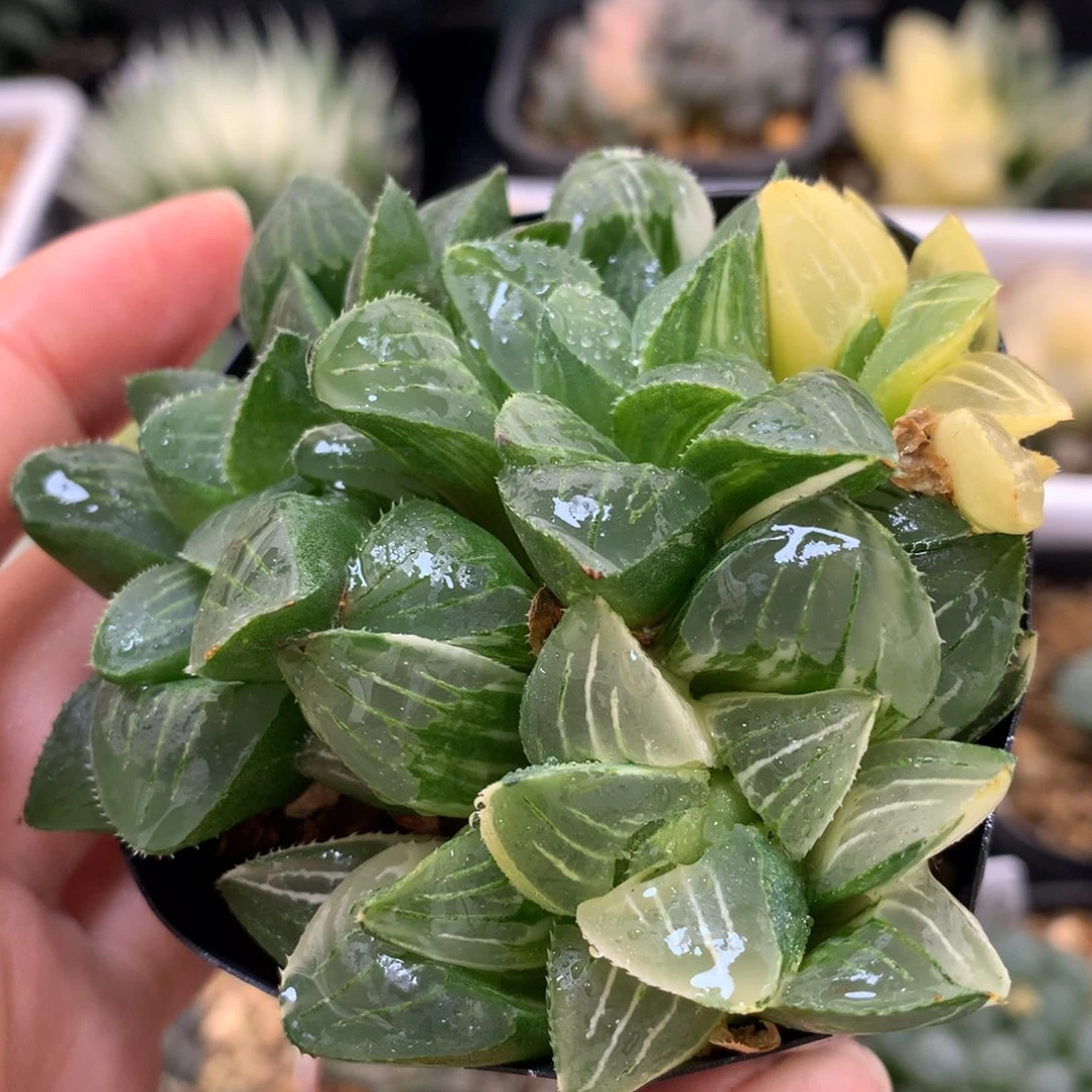 姬寿锦带盆土发货