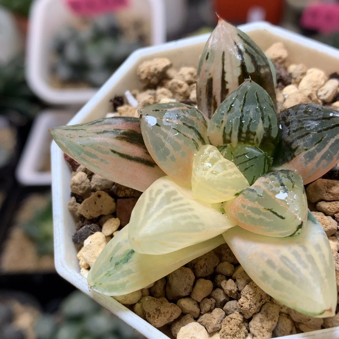 玉潭寿锦带盆土发货