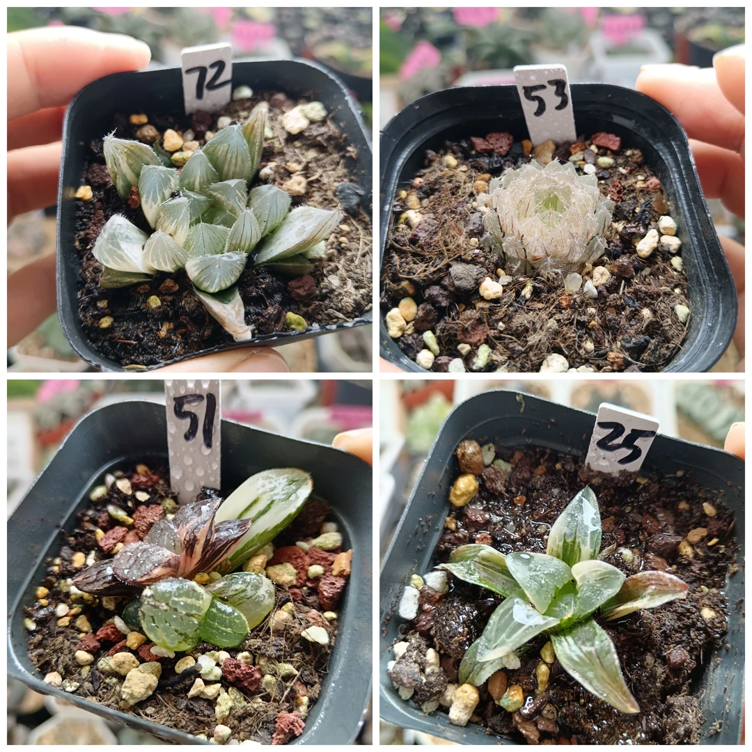 8号玉露锦寿锦玉扇万象十二卷多肉植物一物一拍带盆带土发货7月17