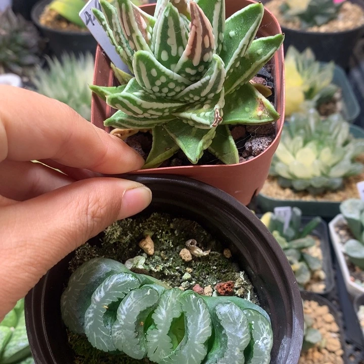 玉扇天使之泪带盆土