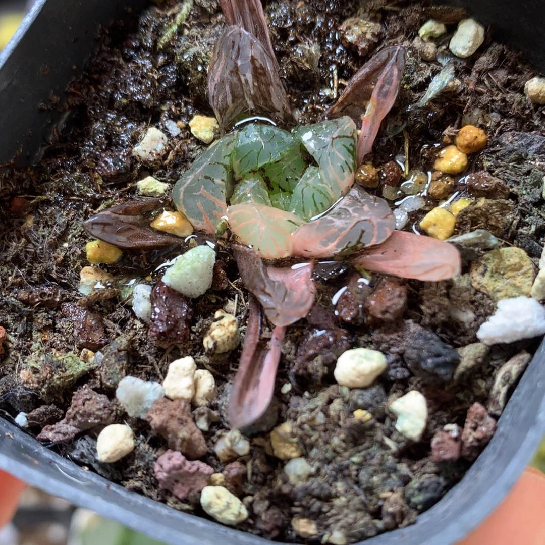 玉露锦带盆土发货