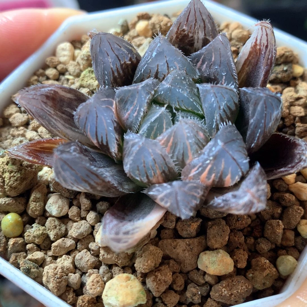 巨大赤线玉露锦带盆土发货