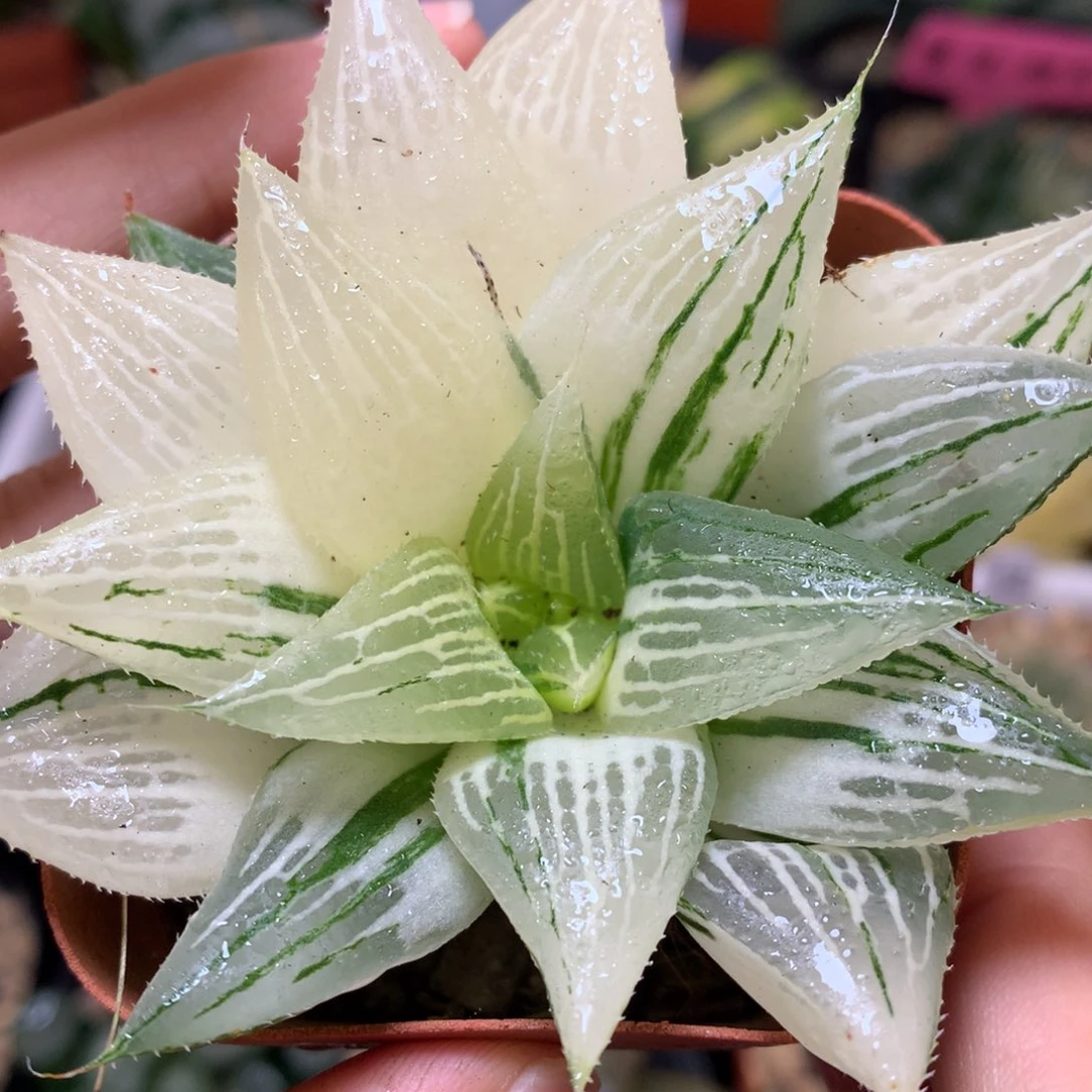 芭提雅寿锦带盆土发货