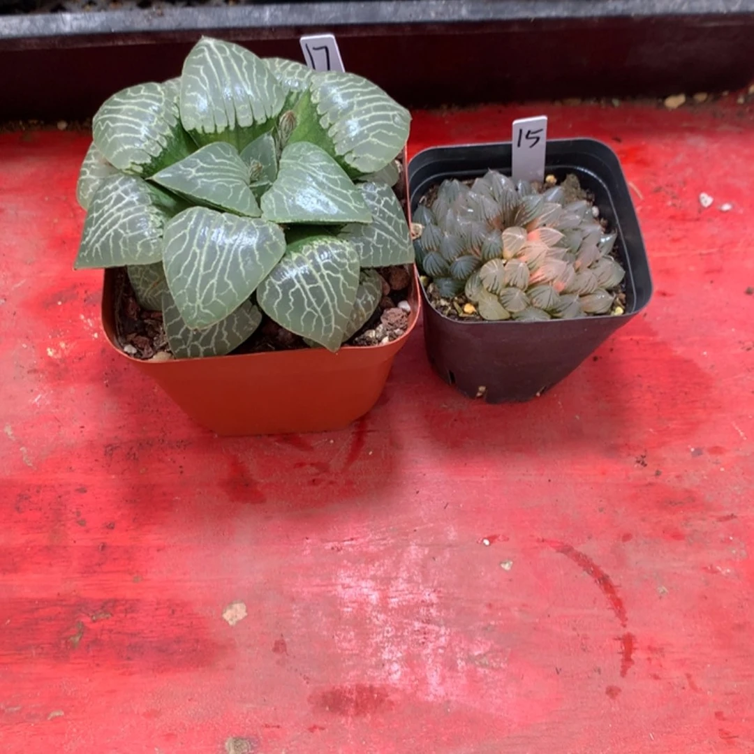【闪购商品】玉露康平