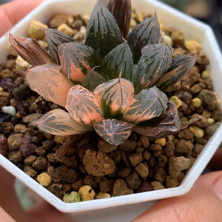 胭脂玉露锦带盆土发货