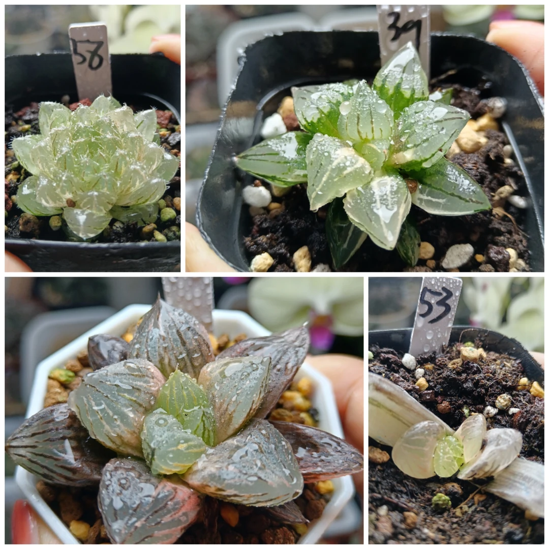 1号万象锦玉露锦寿锦植物多肉一物一拍带盆土发货6月19号更新