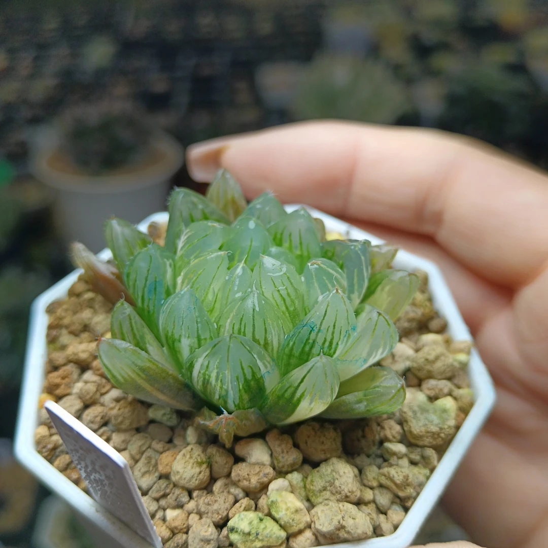 45号龙鳞玉露锦抖链接一物一拍带盆带土发货4月24号