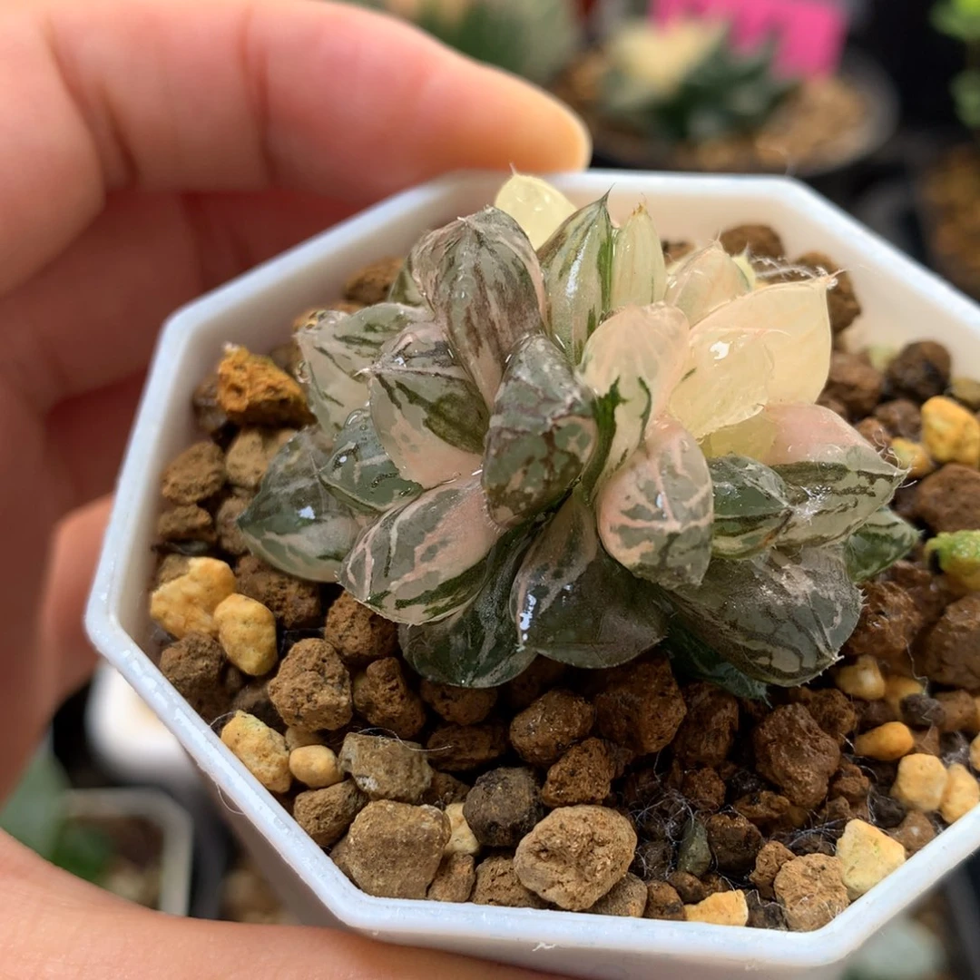 玉露锦带盆土发货