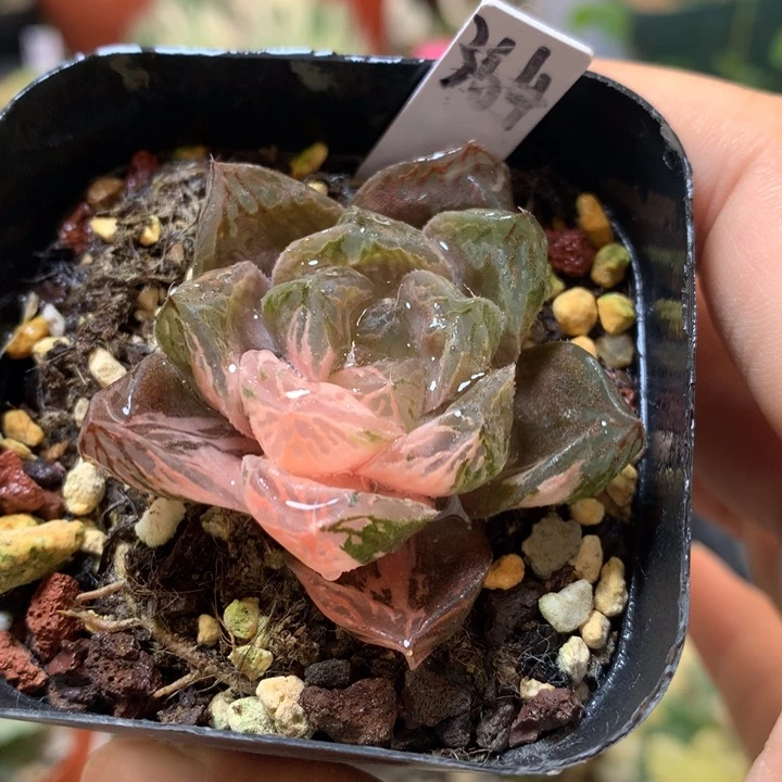 玉露锦带盆土发货带盆土