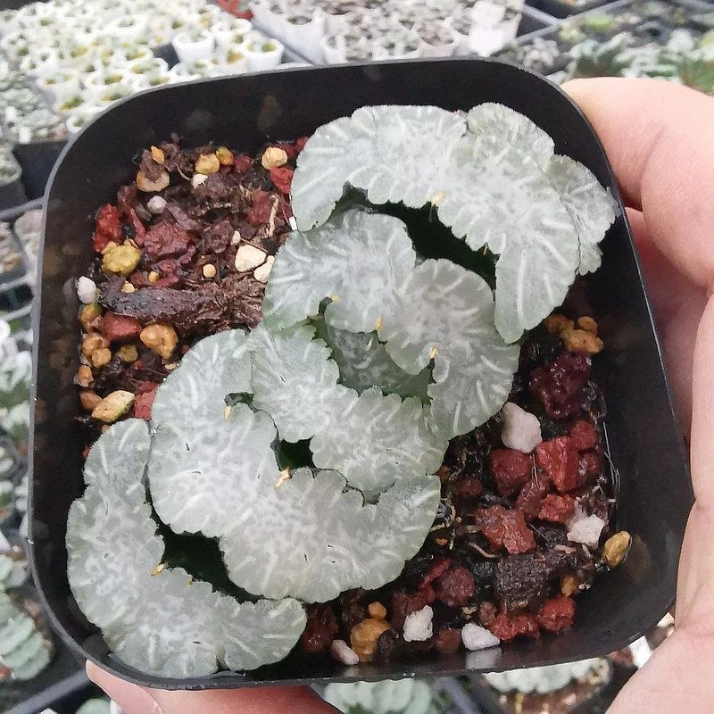 白熊玉扇大颗多肉植物十二卷根系好品相佳株型周正买多肉找肉肉姐