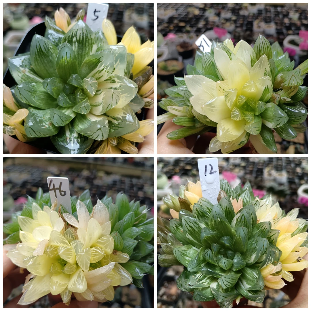 花火玉露锦十二卷多肉植物一物一拍带盆带土发货24年12月8号