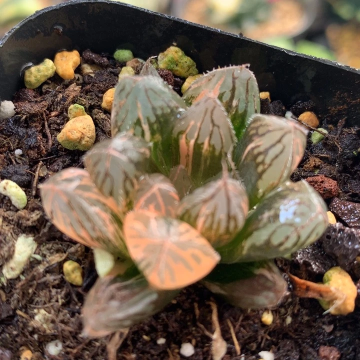 巨大化胭脂玉露锦带盆土